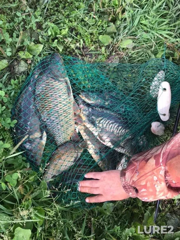 Carp, Crucian carp — Yelchik, Jul 31, 2022