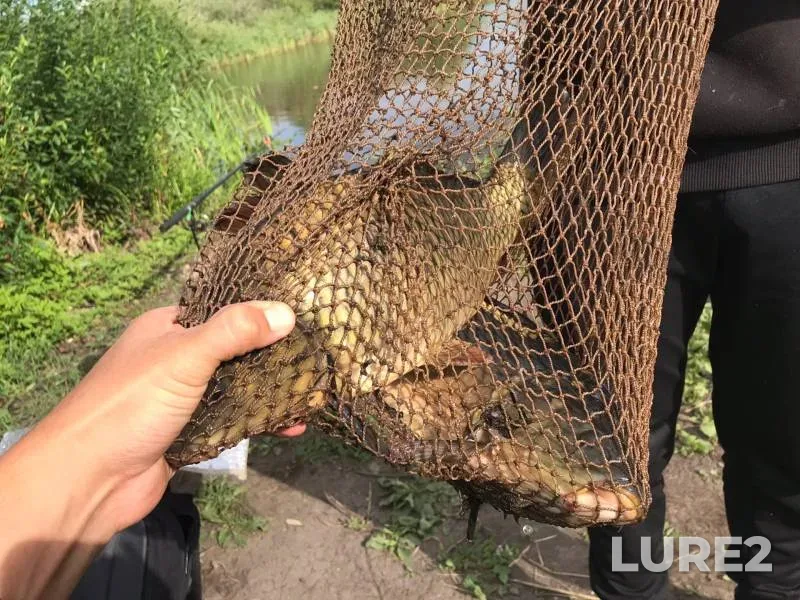 Carp — Yelchik, Jul 31, 2022