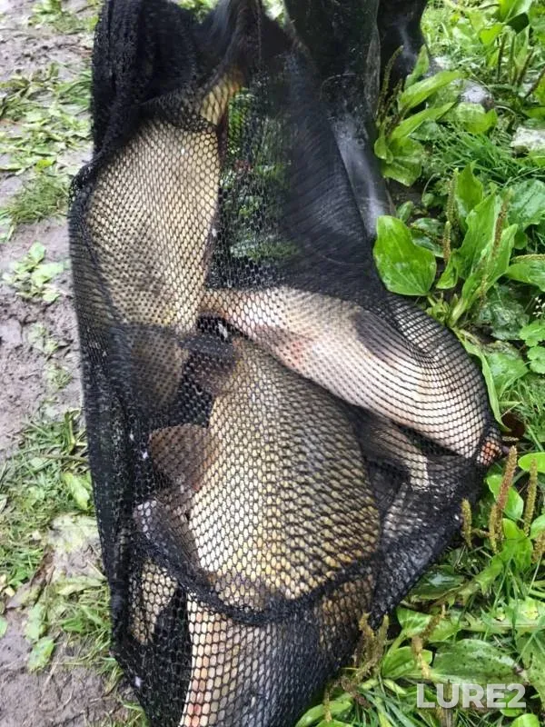 Carp — Yelchik, Sep 12, 2022