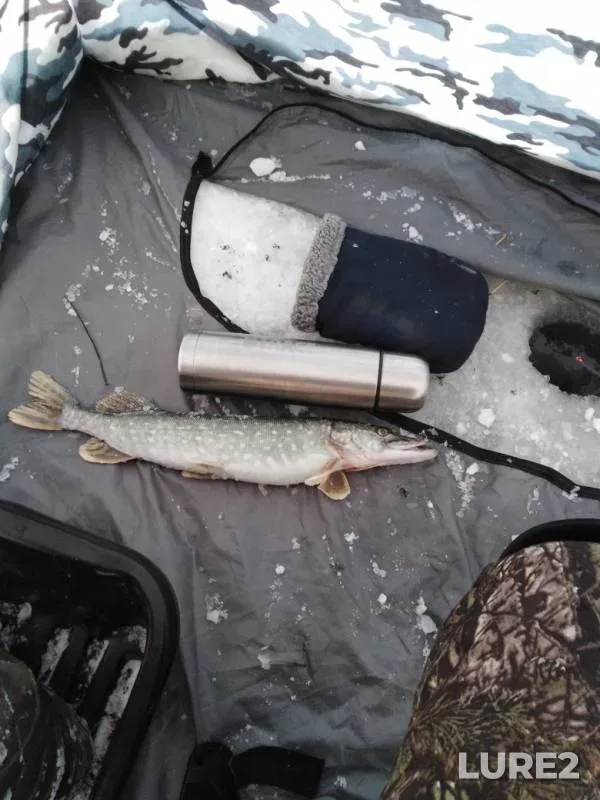 Pike — Lysvenskiy, Jan 28, 2019