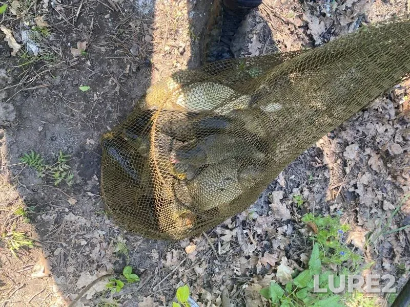 Carp — Yelchik, May 12, 2023
