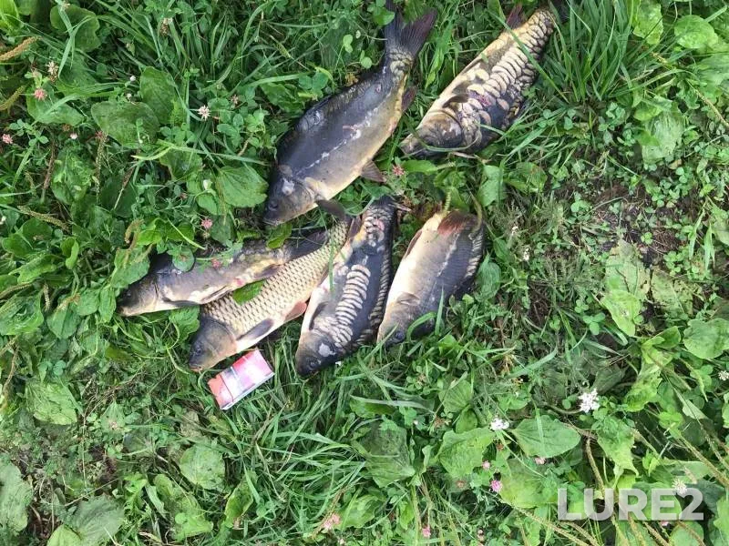 Carp — Yelchik, Aug 07, 2022