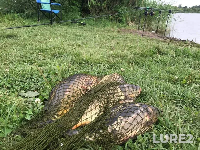 Carp — Yelchik, Aug 04, 2022