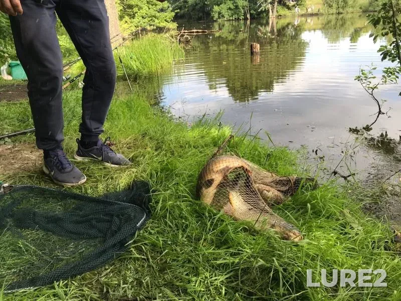 Carp — Yelchik, Jul 31, 2022