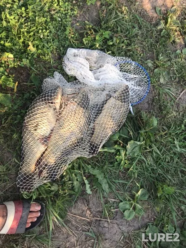 Carp — Yelchik, Aug 12, 2022