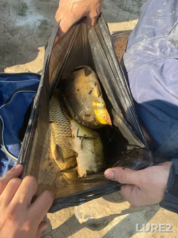 Carp — Yelchik, May 18, 2023