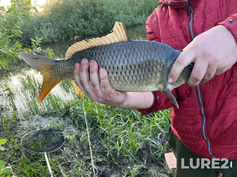 Carp — Yelchik, May 20, 2023