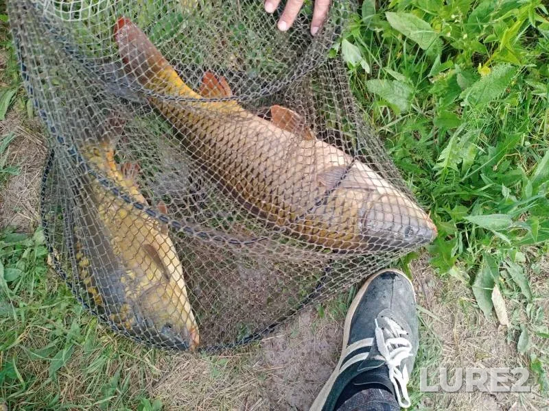 Carp — Lipetskaya oblast, Jun 16, 2023