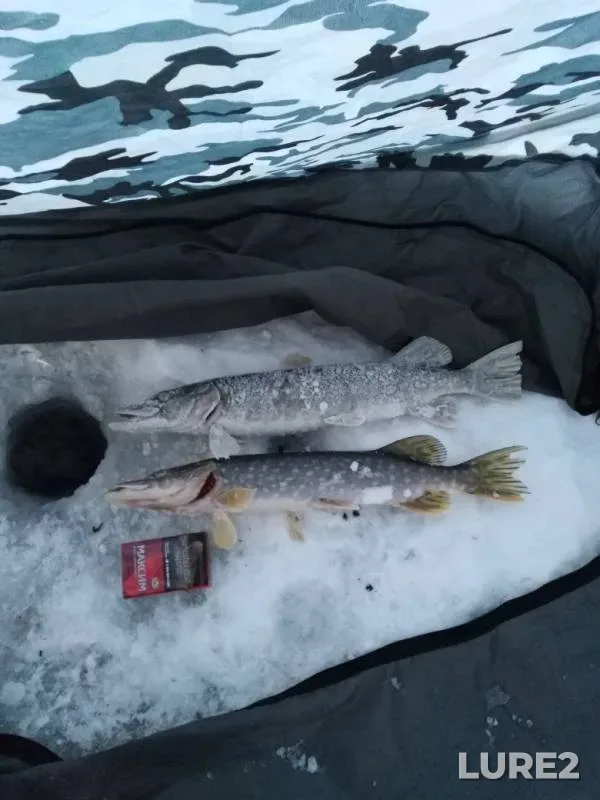 Pike — Lysvenskiy, Jan 29, 2019