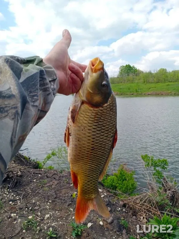 Carp — Lipetskaya oblast, May 03, 2024