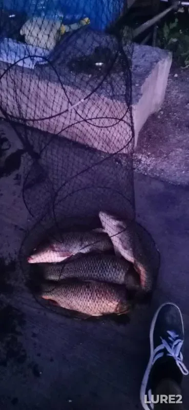 Carp — Lipetskaya oblast, Jul 06, 2024