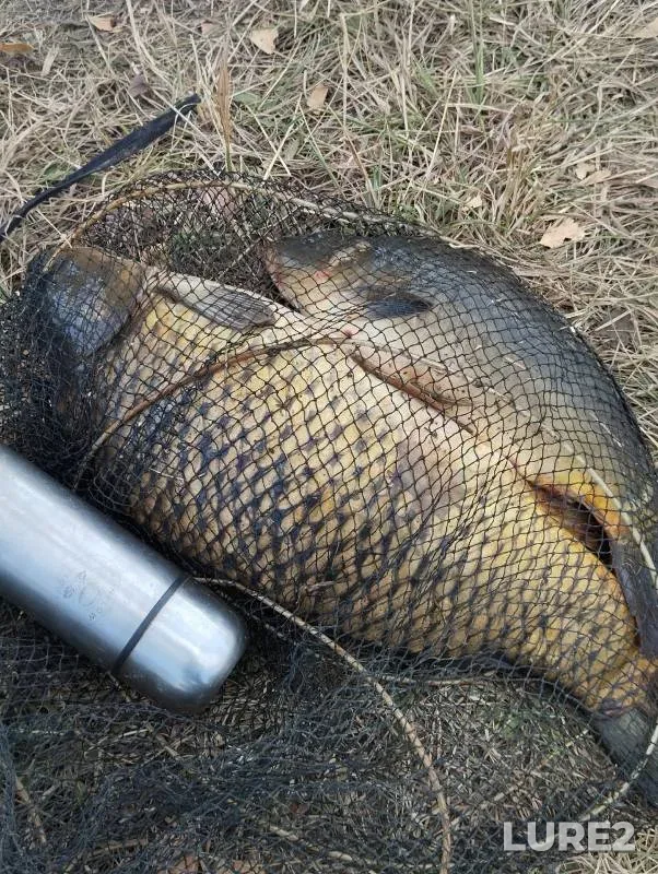 Carp — Lipetskaya oblast, Sep 09, 2024