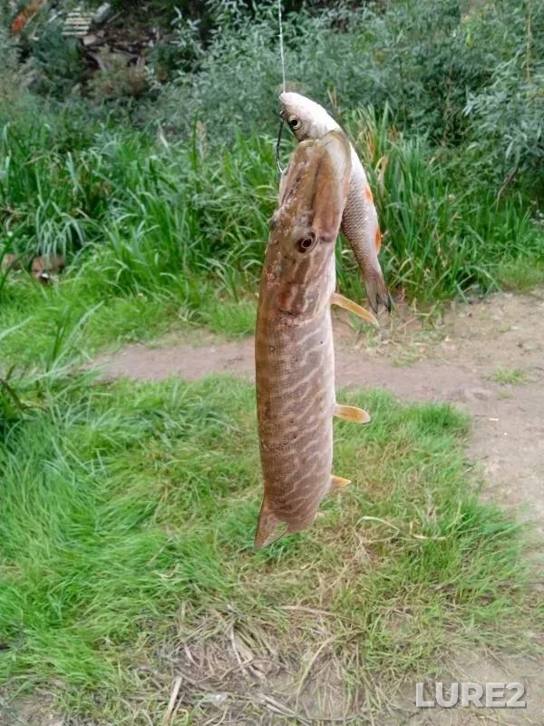 Pike — Bystraya Sosna, Sep 12, 2024