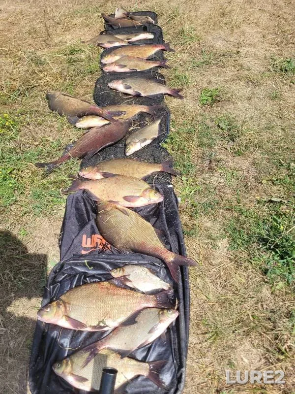 Bream — Don, Jul 22, 2024