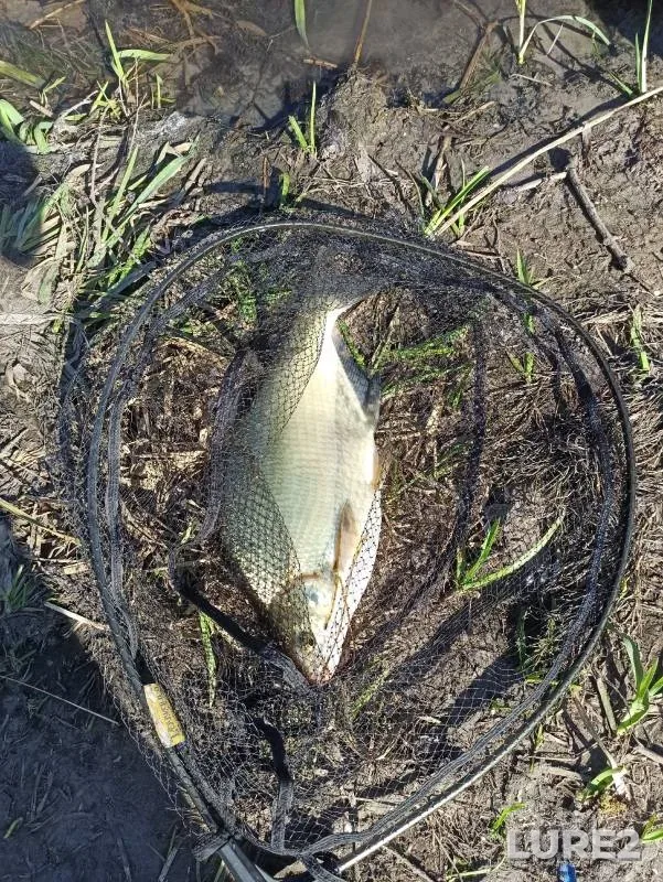 Bream — Don, Sep 25, 2024