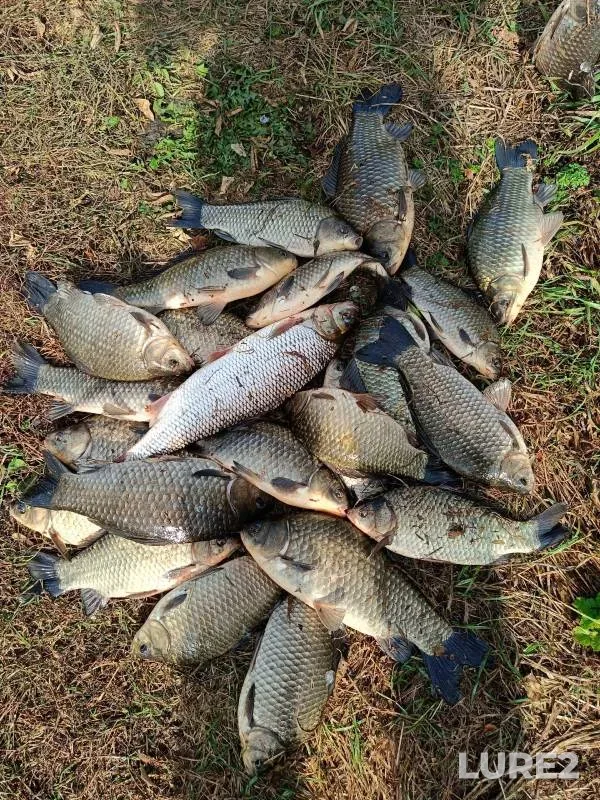 Crucian carp, Ide — Bystraya Sosna, Oct 07, 2024