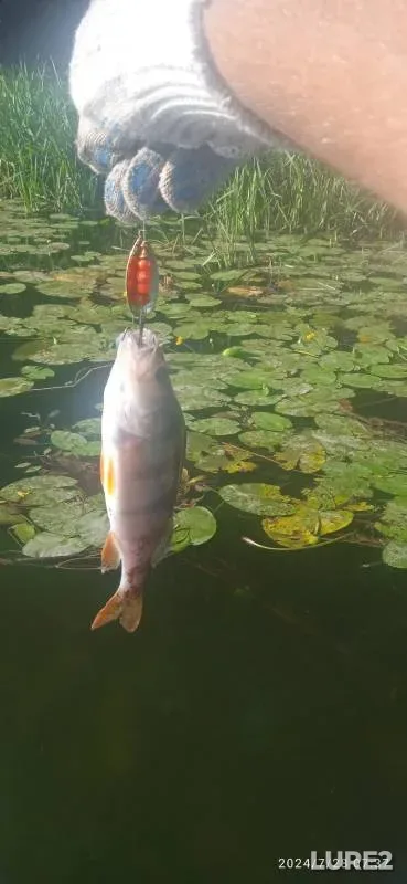 Perch, Pike — Bystraya Sosna, Jul 28, 2024