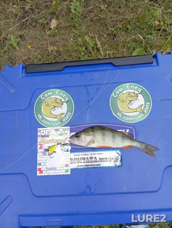 Perch, Pike — Lipetskaya oblast, Aug 05, 2024