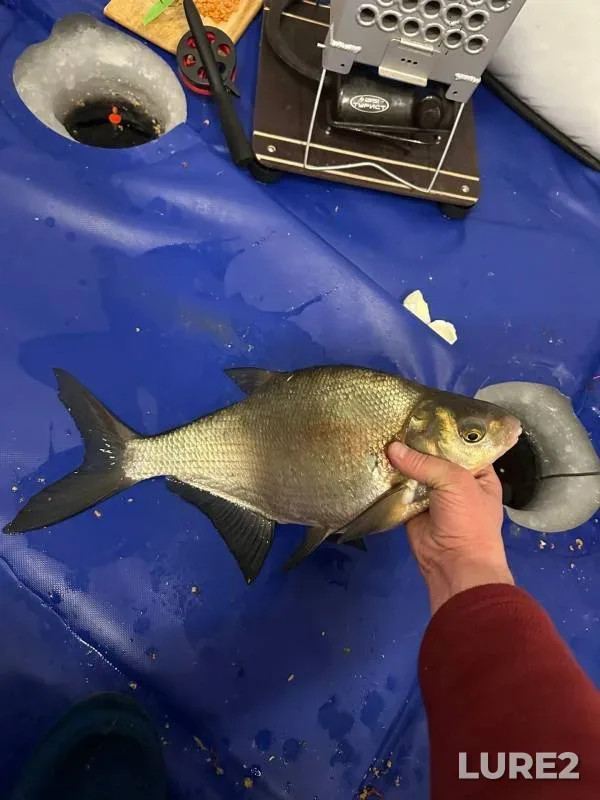 Bream — Beloyarskoye, Feb 10, 2023