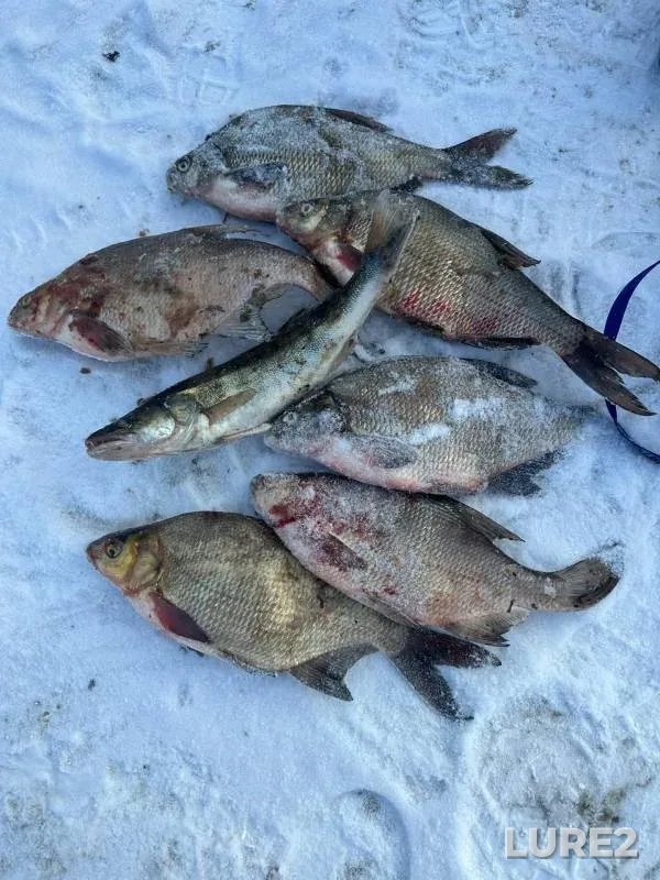 Bream, Zander — Beloyarskoye, Feb 21, 2023