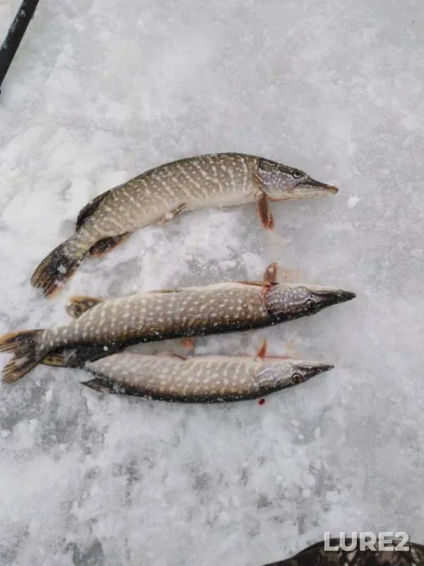 Pike — Lysvenskiy, Feb 10, 2019