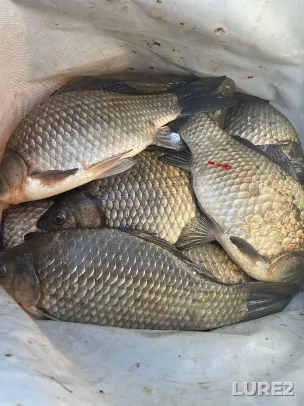 Crucian carp — Kurakli-Mayan, Apr 05, 2023