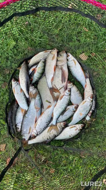 Bream, Perch — Tavatuy, Sep 22, 2024