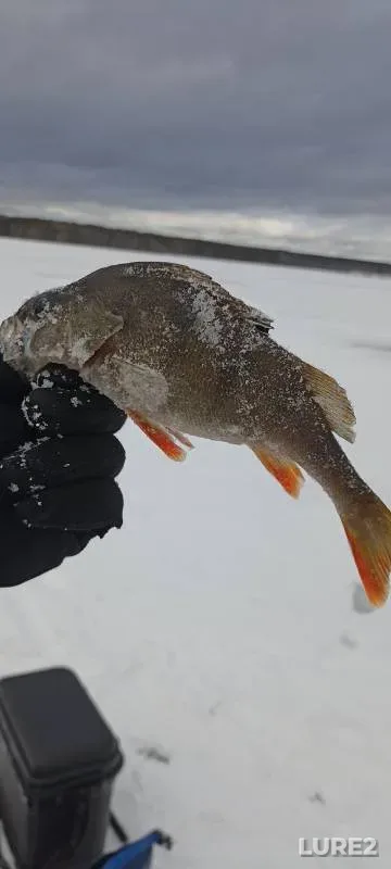 Perch — Beloyarskoye, Nov 10, 2024