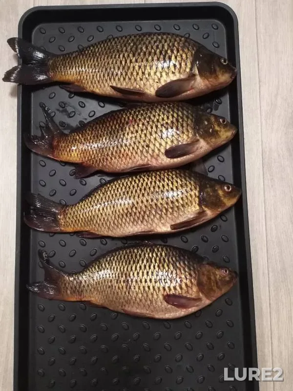 Carp — Pashkovka, Aug 27, 2023