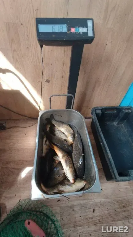 Carp — KRKh Shabrovskiy, May 28, 2024