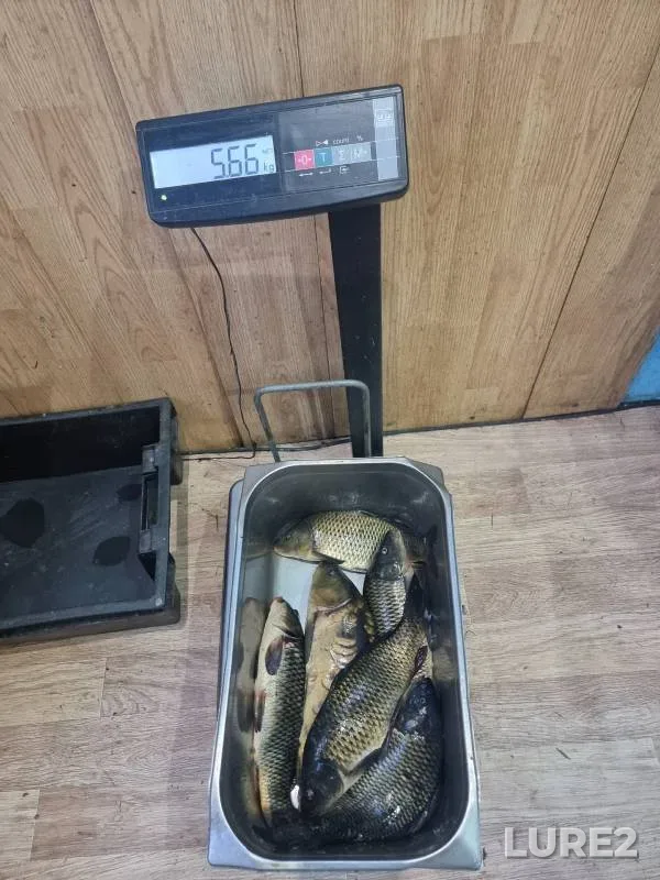 Carp — KRKh Shabrovskiy, Jun 11, 2024