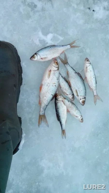 Pike, Roach — Chusovaya, Feb 18, 2019