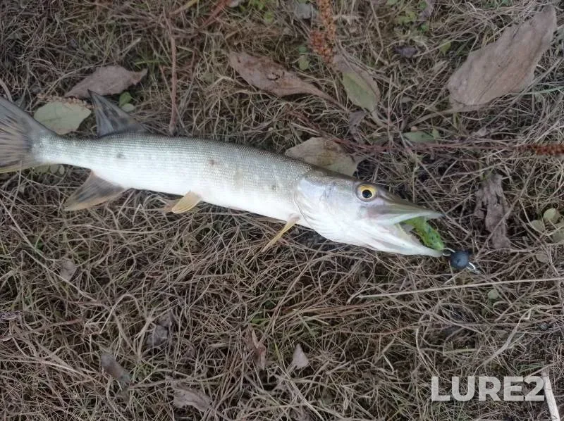 Perch, Pike — otvodnoy kanal protoki Talaya, Oct 21, 2024