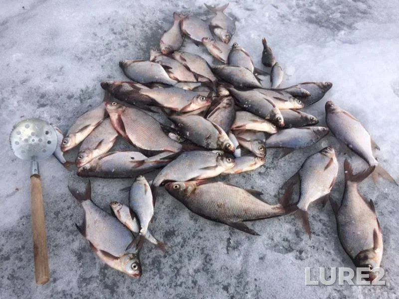Bream, Roach — Lysvenskiy, Apr 30, 2019