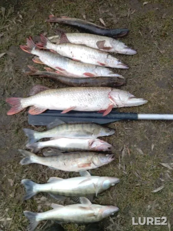 Pike, Zander — Lyapikha, Nov 04, 2024