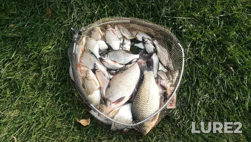 Bream, Crucian carp — Privolzhskiy zaton, Oct 10, 2021