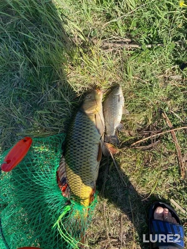 Crucian carp — Tsarev, May 22, 2024