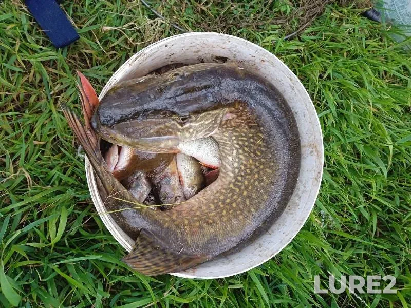 Perch, Pike — Severnaya Dvina, Jul 18, 2022