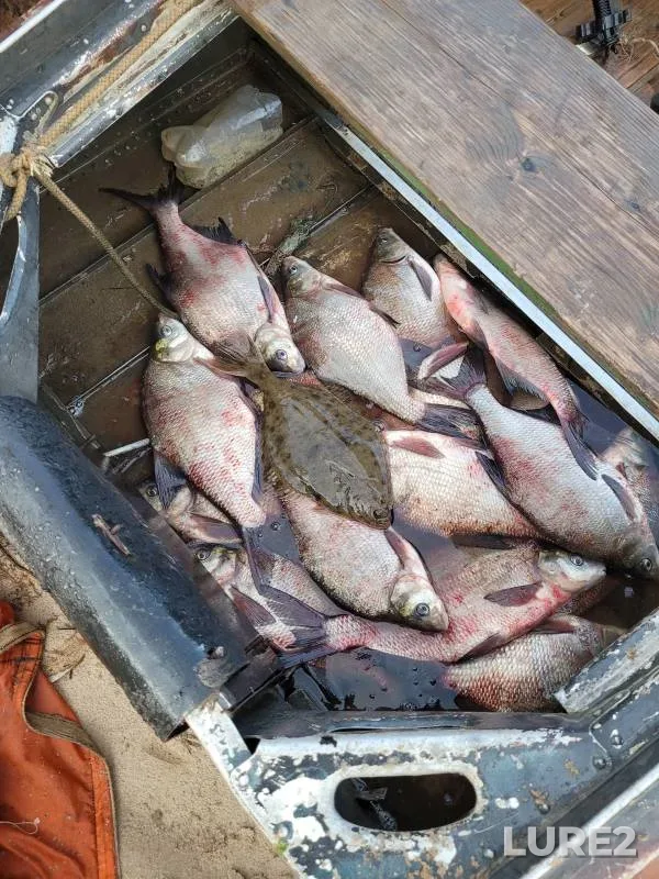 Bream — Severnaya Dvina, Oct 14, 2024
