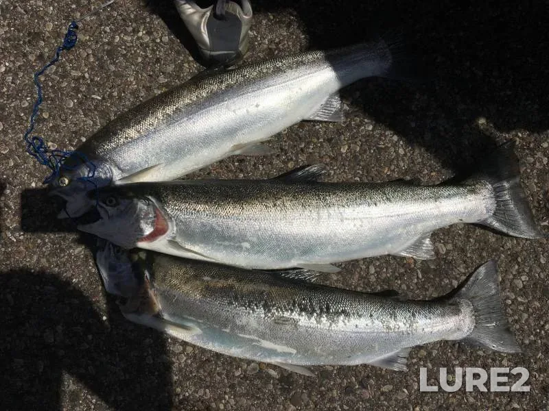 Steelhead — Michigan, Kent County, Oct 29, 2018, 1:18 PM
