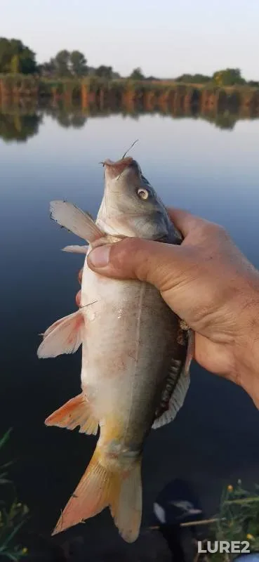 Bream, Carp — Krasnodarskiy kray, Tbilisskiy rayon, Aug 07, 2022
