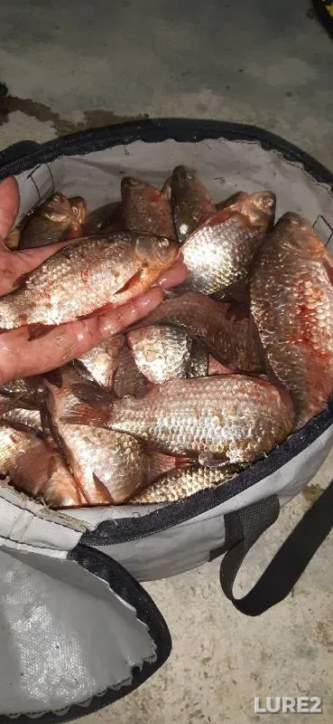 Crucian carp — Solyonoye, Aug 27, 2022