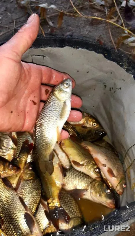 Carp, Crucian carp — Urup, Oct 20, 2022