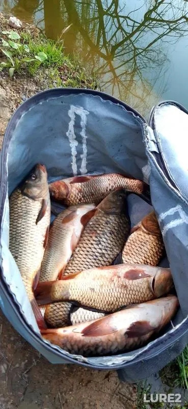 Carp — Urup, Apr 01, 2023