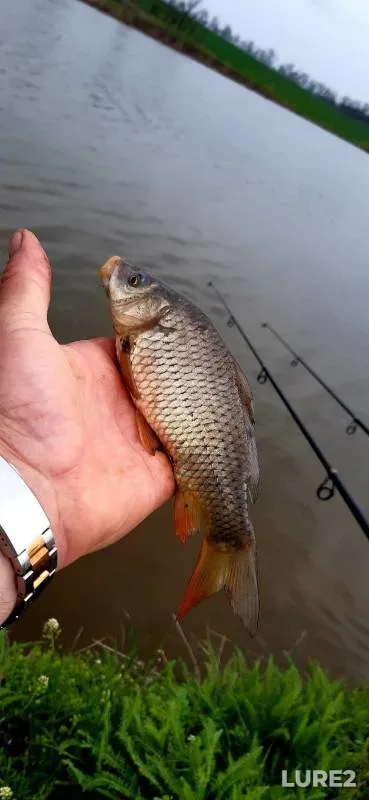 Carp — Krasnodarskiy kray, Novokubanskiy rayon, Apr 07, 2023