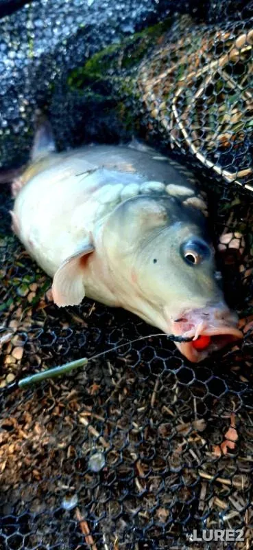 Carp — Stavropolskiy kray, Sep 08, 2023