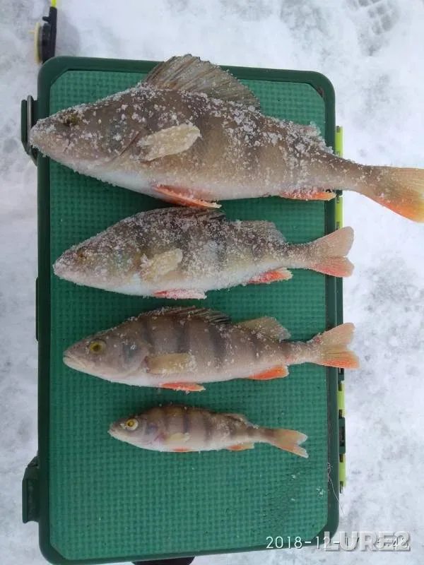 Perch — Boyarka, Dec 17, 2018
