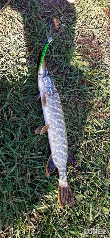 Pike — Sredniy, Nov 01, 2023