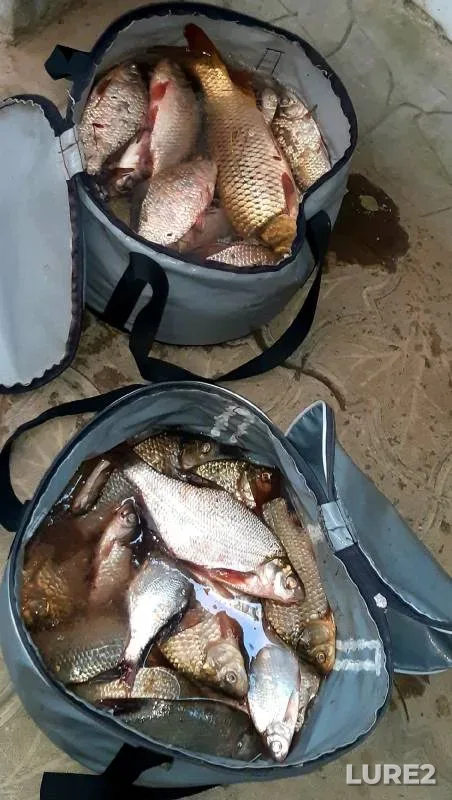 Crucian carp, White bream — Stavropolskiy kray, Jul 27, 2024