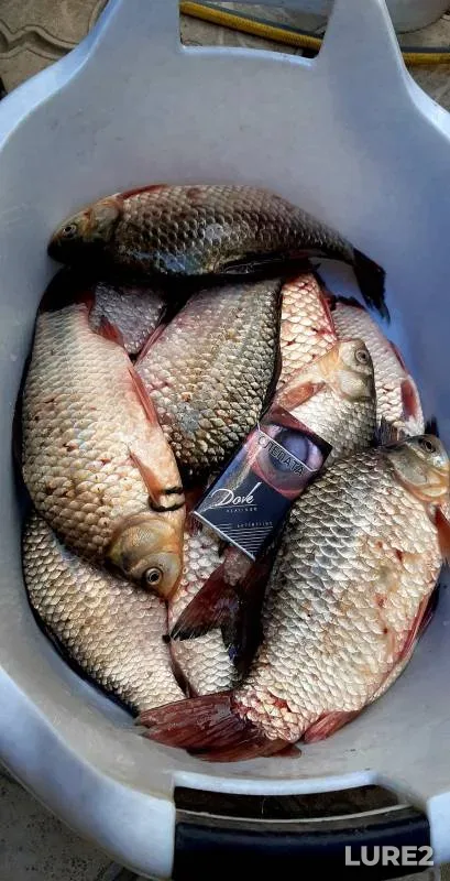 Crucian carp — Krasnodarskiy kray, Uspenskiy rayon, Aug 01, 2024